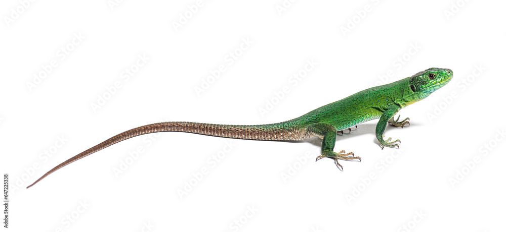 Fototapeta premium Green Timon pater specie of Wall lizard, isolated on white