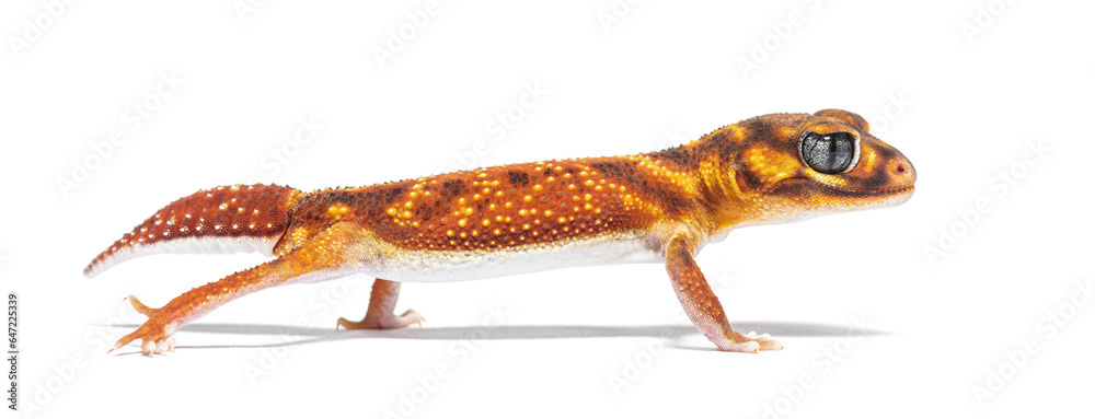 Fototapeta premium profile view of s Three-lined knob-tailed gecko, Nephrurus levis pilbarensis, isolated on white