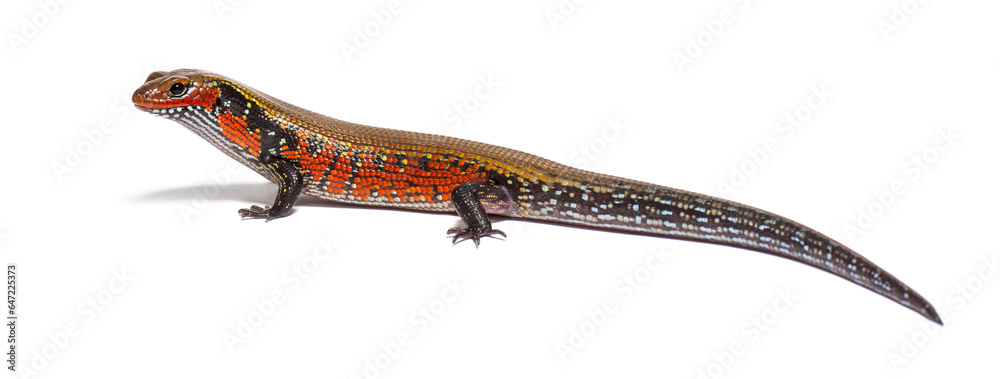 Side view of a fire skink, Mochlus fernandi, isolated on white Side view of a fire skink, Mochlus fernandi, isolated on white