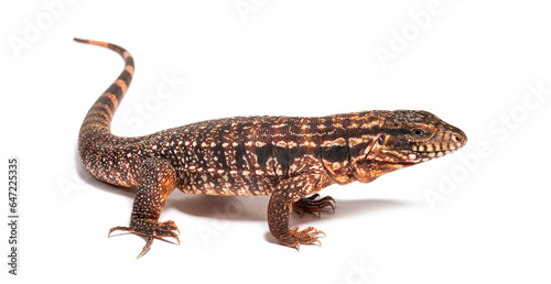 Side view of a Red tegu  Salvator rufescens  isolated on white