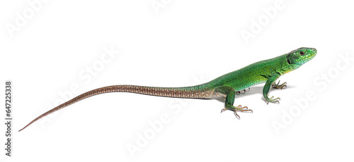 Green Timon pater specie of Wall lizard  isolated on white