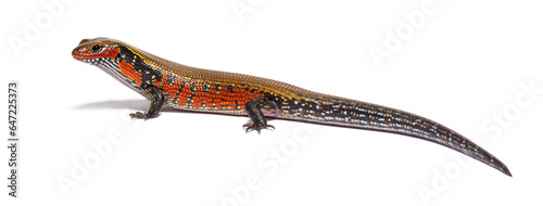 Side view of a fire skink, Mochlus fernandi, isolated on white photo