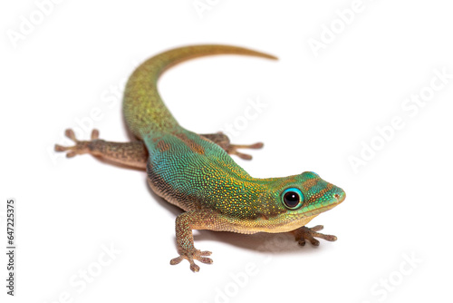 Gold dust day gecko  Phelsuma laticauda  Isolated on white