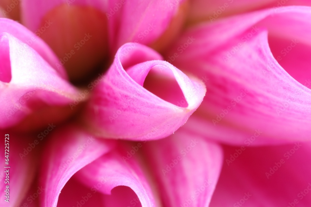 Beautiful pink petals of Dahlia flower as background, macro
