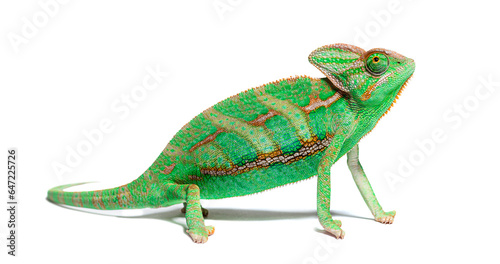 Portrait side view of a veiled chameleon, Chamaeleo calyptratus, isolated on white