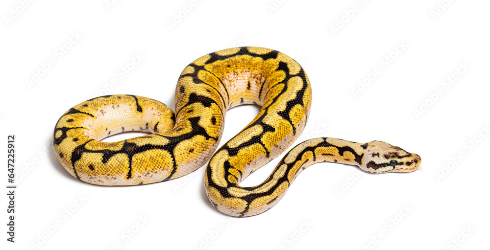 Fototapeta premium Bumblebee Python Regius, isolated on white
