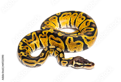 Pastel ball python, Python Regius, isolated on white