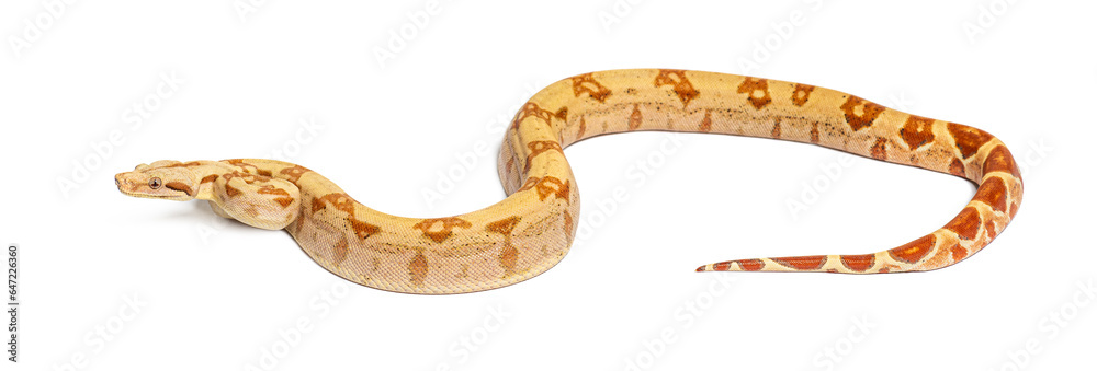 VPI sunglow het Anery Boa constrictor, isolated on white VPI sunglow het Anery Boa constrictor, isolated on white