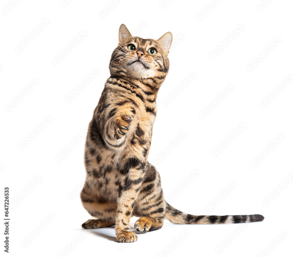 Bengal cat sitting and pawing up, looking up, isolated on white
