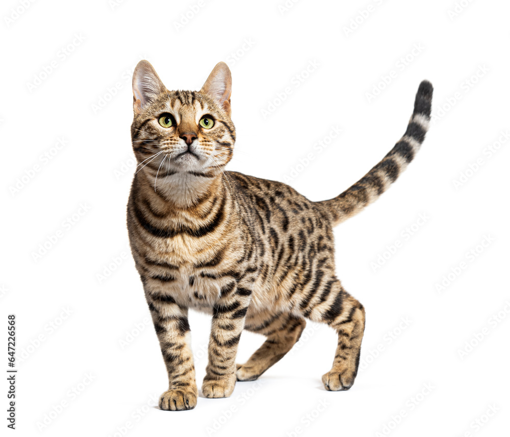 Fototapeta premium Bengal cat marking the stop and looking away, isolated on white