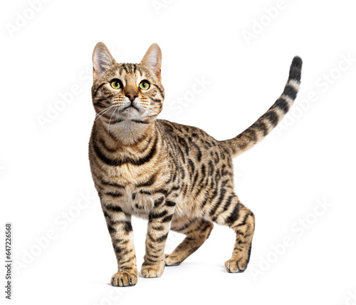 Bengal cat marking the stop and looking away, isolated on white