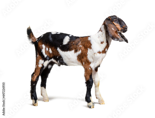 Side view of a Anglo-Nubian goat or Nubian, isolated on white