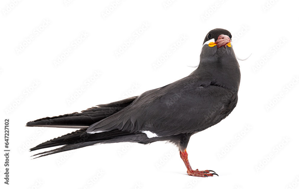Fototapeta premium Inca tern, Larosterna inca, isolated on white