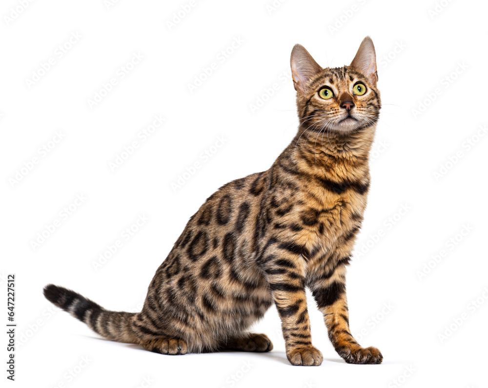 profile of a Bengal cat sitting and looking up, isolated on white