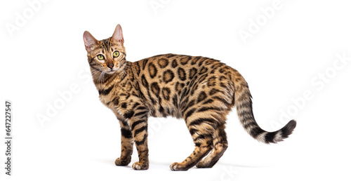 Standing brown bengal cat  side view  isolated on white
