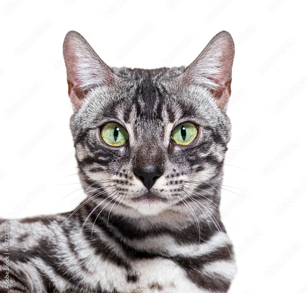 Close-up on a green eyed silver Bengal cat, isolated on white