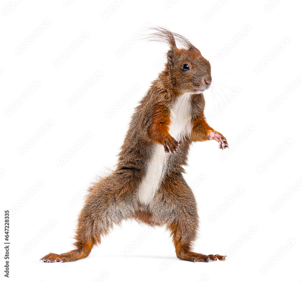 Obraz premium Eurasian red squirrel on hind legs looking up, sciurus vulgaris, isolated on white