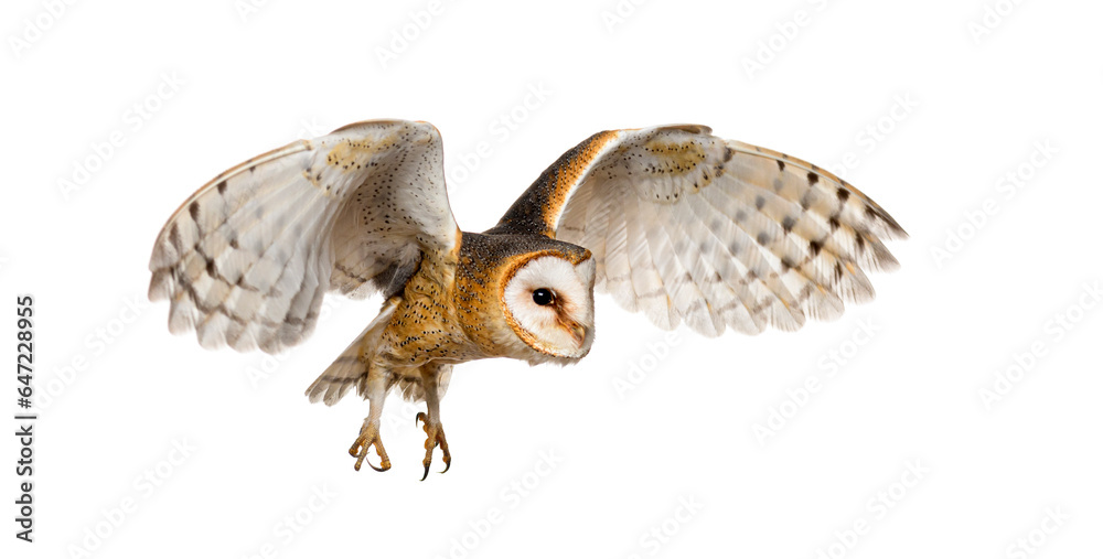 Fototapeta premium Side view of a Barn Owl, nocturnal bird of prey, flying wings spread, Tyto alba, isolated on withe