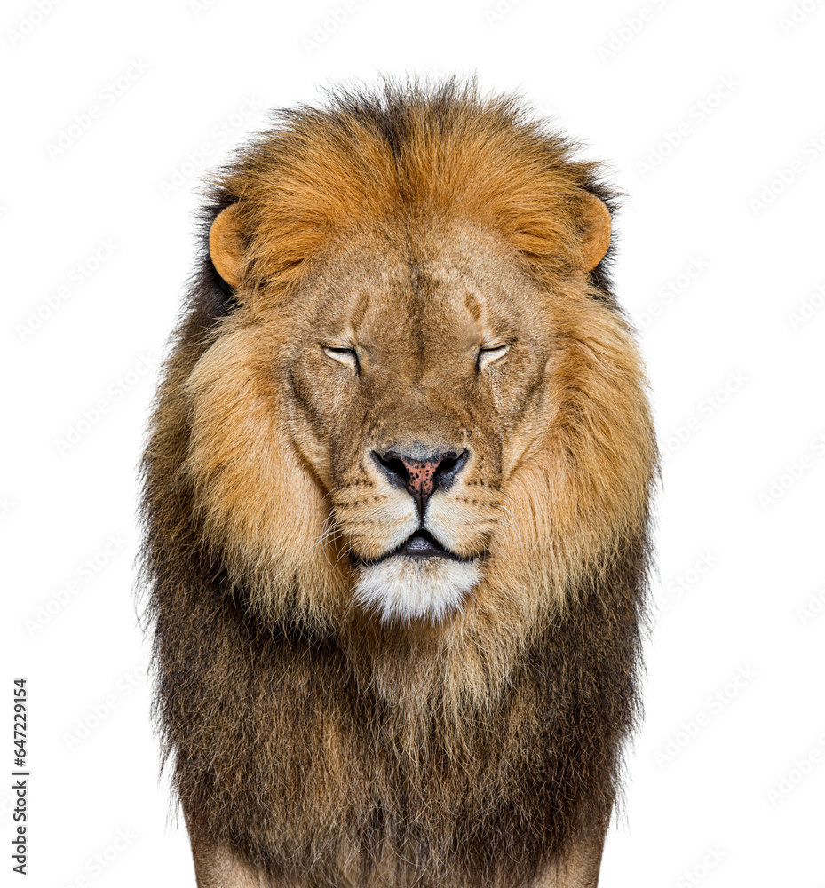Portrait of an adult male lion facing the camera, eyes closed, Panthera leo, isolated on white