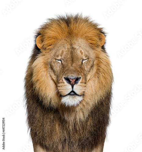 Fototapeta Naklejka Na Ścianę i Meble -  Portrait of an adult male lion facing the camera, eyes closed, Panthera leo, isolated on white
