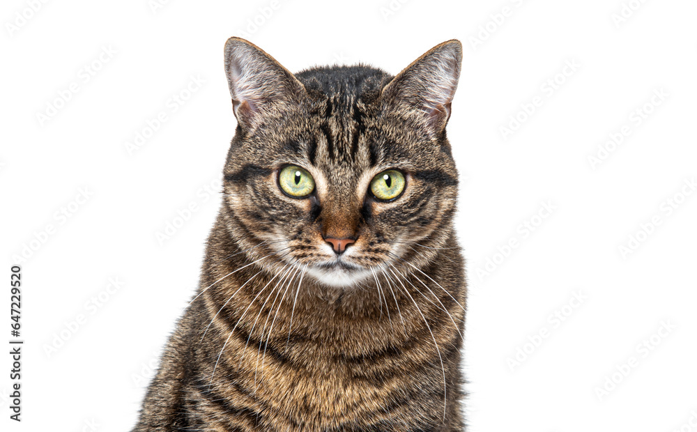Head shot of a Tabby crossbreed cat looking at the camera against white