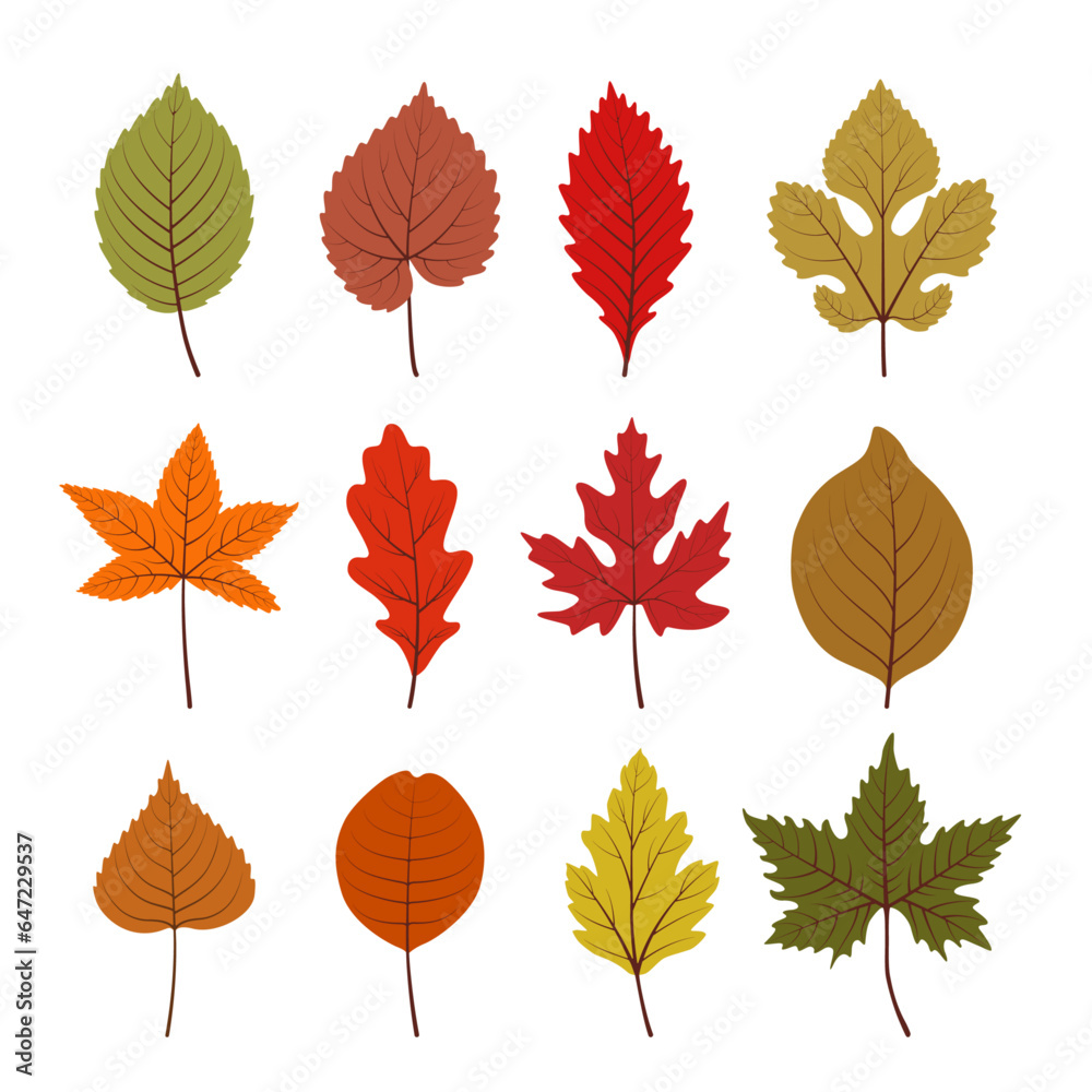 A set of different autumn leaves arranged in a row on a white background of red, yellow, green. Oak, maple, aspen, linden, birch