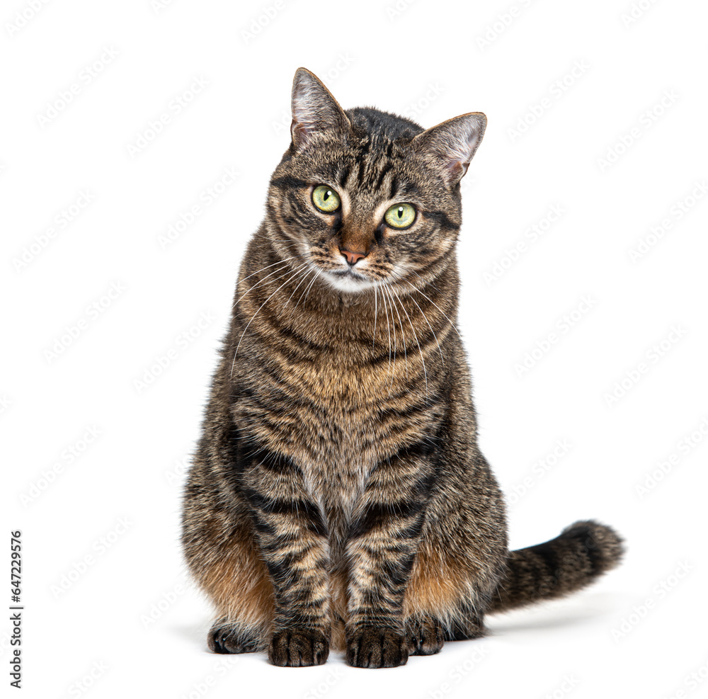 Tabby crossbreed cat sitting in front and looking at camera, isolated on white