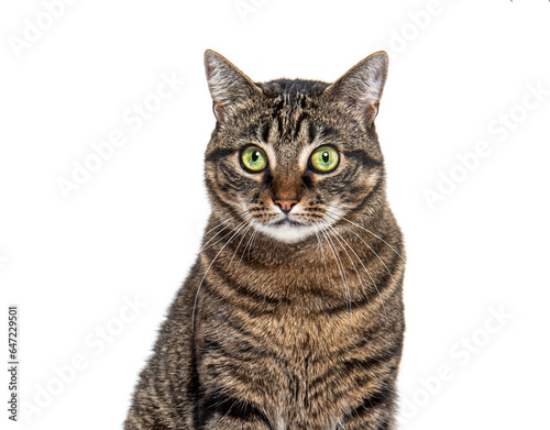 Head shot of a Tabby crossbreed cat looking at the camera against white © Eric Isselée