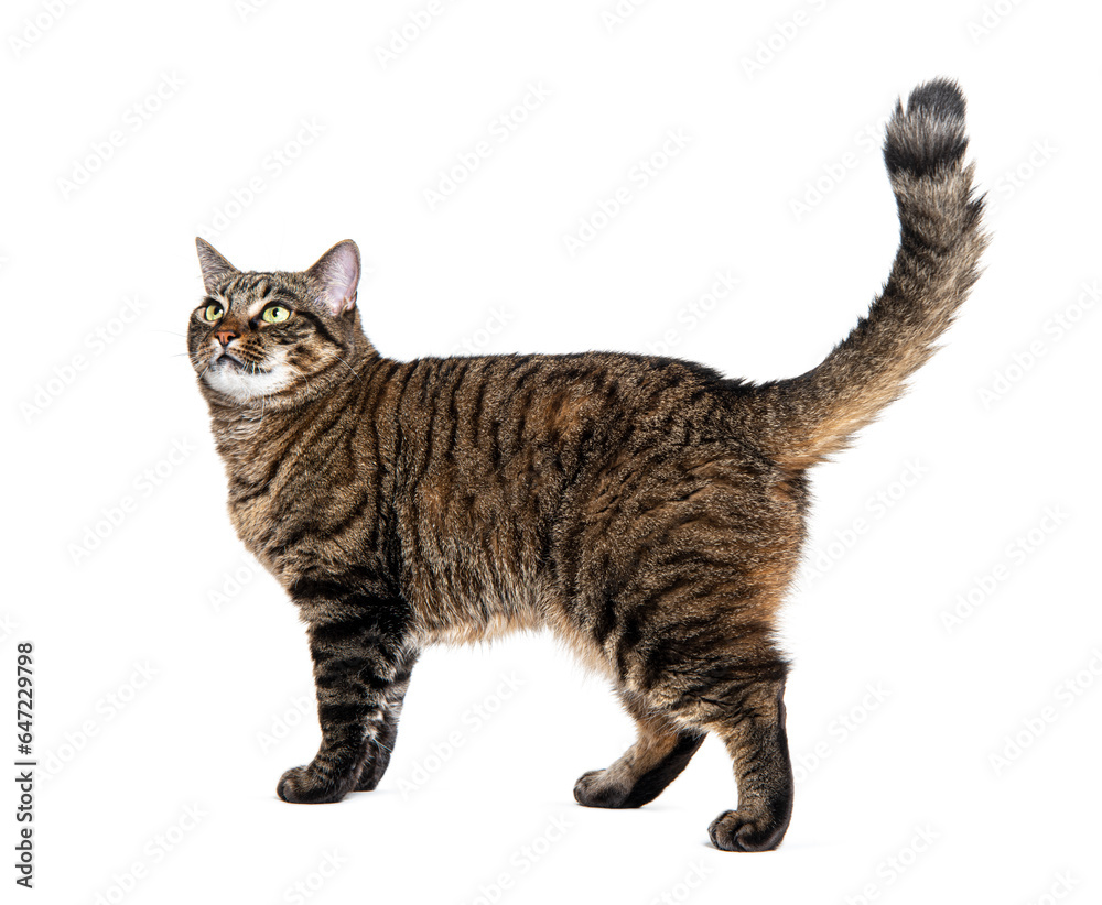 Side view of a striped Tabby crossbreed cat walking, looking up, tail up,  isolated on white