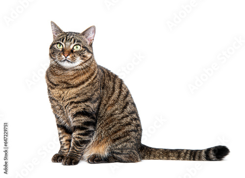 Tabby crossbreed cat waiting, sitting at looking away with envy, isolated on white