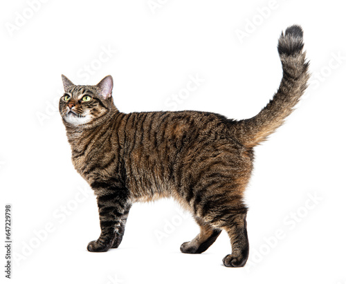 Side view of a striped Tabby crossbreed cat walking, looking up, tail up,  isolated on white © Eric Isselée