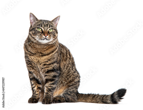 Tabby crossbreed cat waiting, sitting and looking at the camera, isolated on white