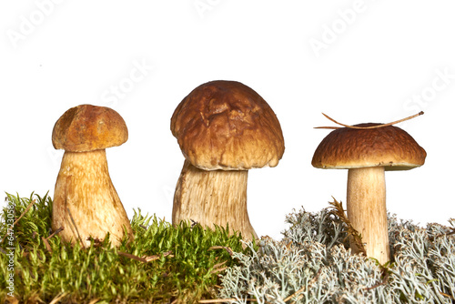 Boletus edulis mushrooms on moos, isolated on white background. Organic forest food, edible fresh picked Porcini mushroom