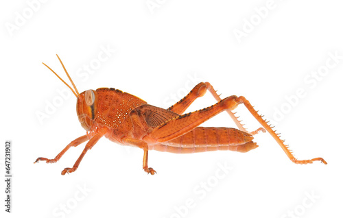 Orange Egyptian grasshopper isolated on white background, Anacridium aegyptium photo