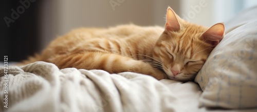 Cat sleeping on blanket in bedroom © AkuAku