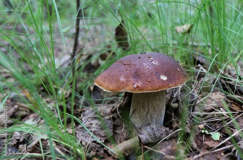 Boletus grows in the forest. Around twigs, moss and fallen leaves. Natural product. Picking up mushrooms. Macro.