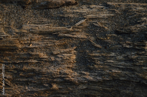 texture of rotten wood or tree on the beach