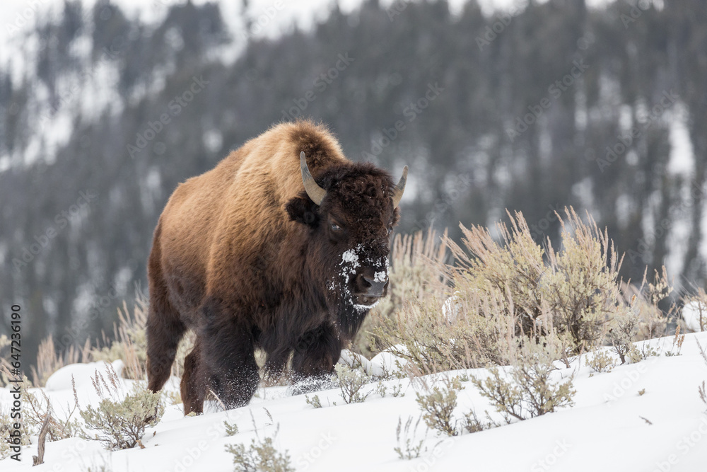Bison in snow, in Hayden Valley, Yellowstone National Park. Bison in snow, in Hayden Valley, Yellowstone National Park.