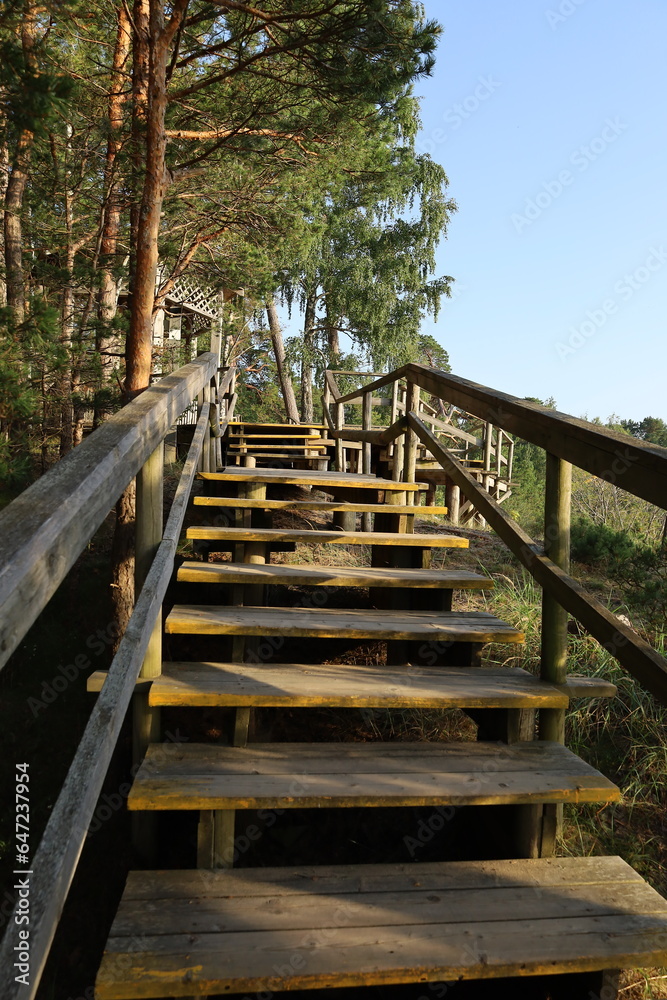 wooden bridge in the forest