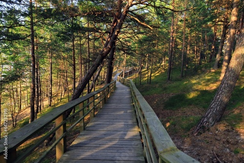 path in the forest