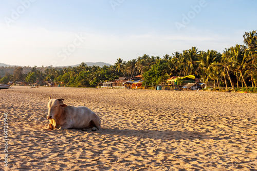 Photography Cow on the beach in Agonda Beach, South Goa, India, Asia