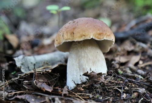 Boletus grows in the forest. Around twigs, moss and fallen leaves. Natural product. Picking up mushrooms. Macro.