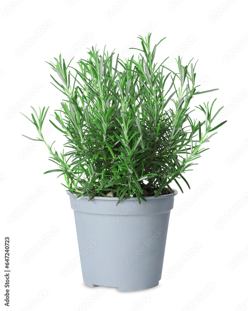 Aromatic green rosemary in pot isolated on white Aromatic green rosemary in pot isolated on white