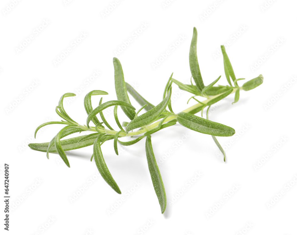 Sprig of fresh rosemary isolated on white