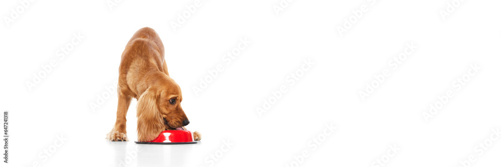 Beautiful purebred dog, English cocker spaniel drinking water from bowl isolated on white background. Concept of domestic animals, pet care, vet, action and motion, love, friend. Copy space for ad