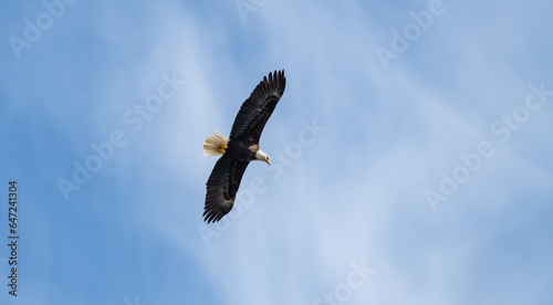 Bald Eagle in Flight  Petersburg  Alaska  USA