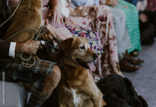 Dogs sit with guests at a qwedding in the front row 