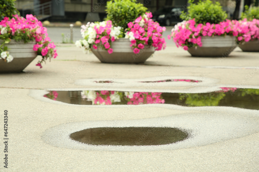View of puddle on asphalt near flower beds outdoors