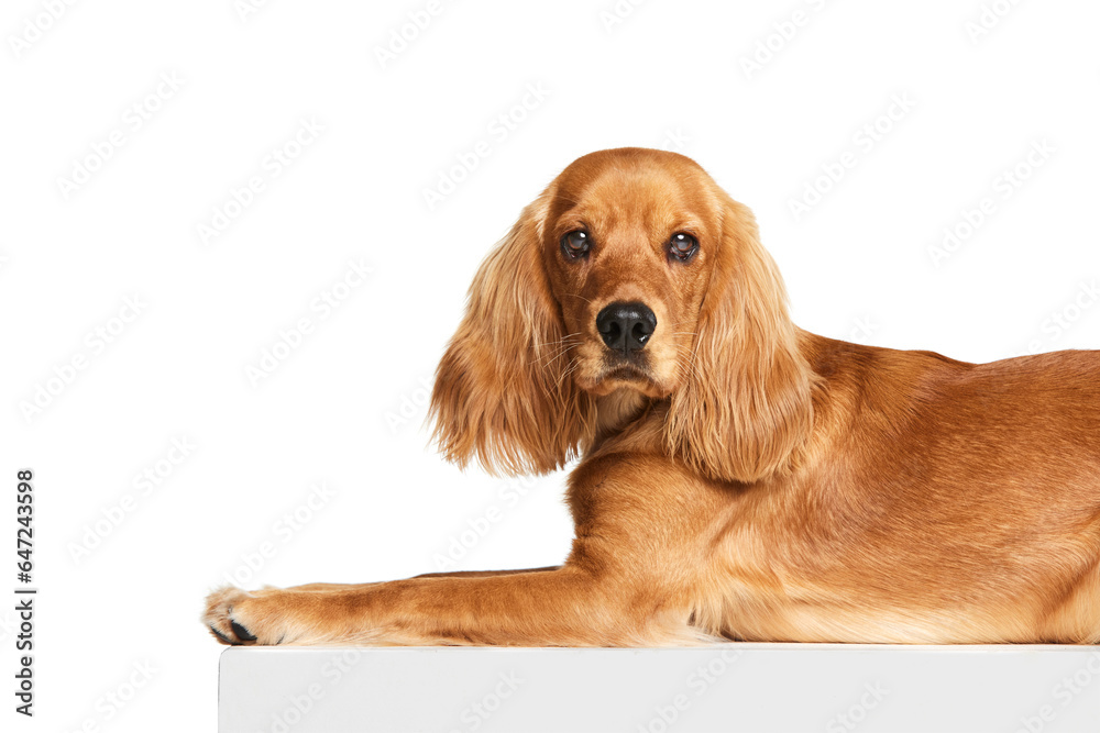 Beautiful, calm, purebred dog, English cocker spaniel calmly lying on floor isolated on white background. Concept of domestic animals, pet care, vet, action and motion, love, friend. Copy space for ad