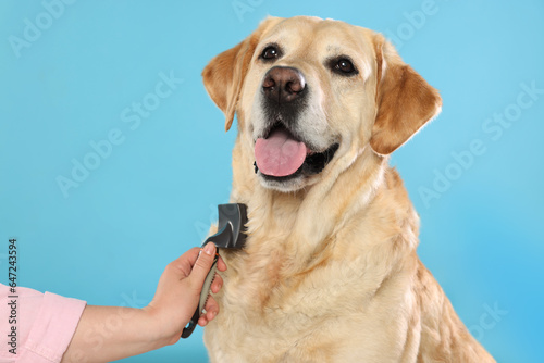 Woman brushing cute Labrador Retriever dog on light blue background  closeup